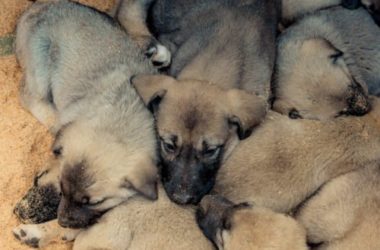 Tutto sul Kangal o pastore dell’Anatolia, il gigante buono che viene dalla Turchia