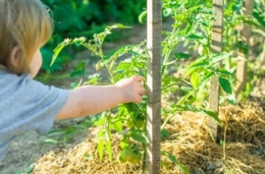Guida ai vantaggi dell’agricoltura biologica, benefici e certificazioni