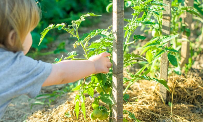 agricoltura biologica