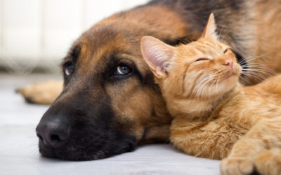 I regolamenti relativi ad animali e condominio: tutto quello che c’è da sapere