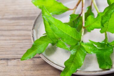 L’erba pepe è una pianta aromatica dall’odore acre da usare anche in cucina