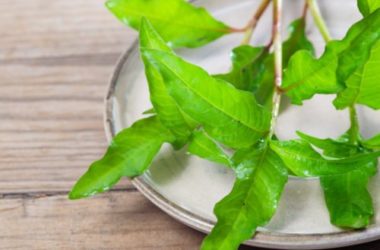 L’erba pepe è una pianta aromatica dall’odore acre da usare anche in cucina