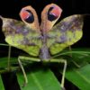 I più incredibili meccanismi di difesa del mondo animale: alcune tecniche difensive davvero singolari