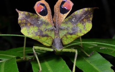 I più incredibili meccanismi di difesa del mondo animale: alcune tecniche difensive davvero singolari