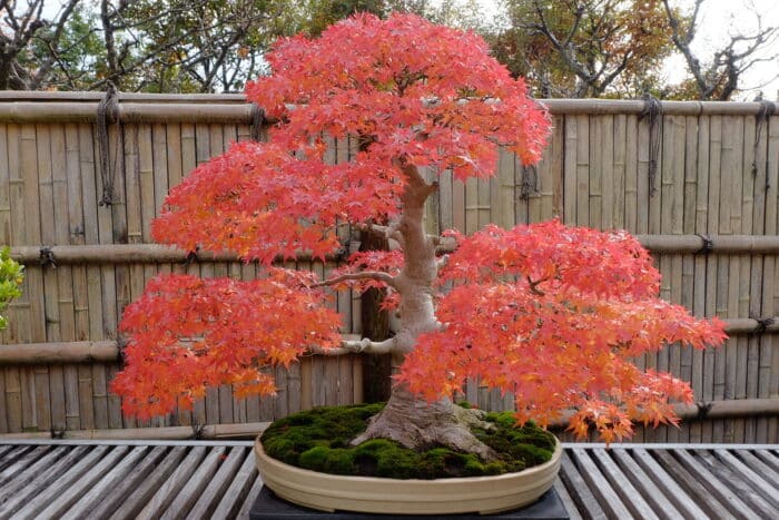 acero rosso bonsai
