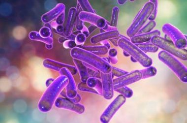 Shigella: chi è e cosa fa il batterio responsabile della dissenteria