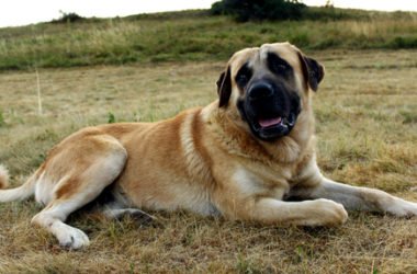 Tutto sul Kangal o pastore dell’Anatolia, il gigante buono che viene dalla Turchia