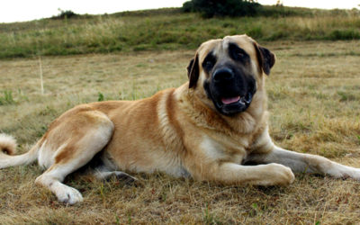 Tutto sul Kangal o pastore dell’Anatolia, il gigante buono che viene dalla Turchia