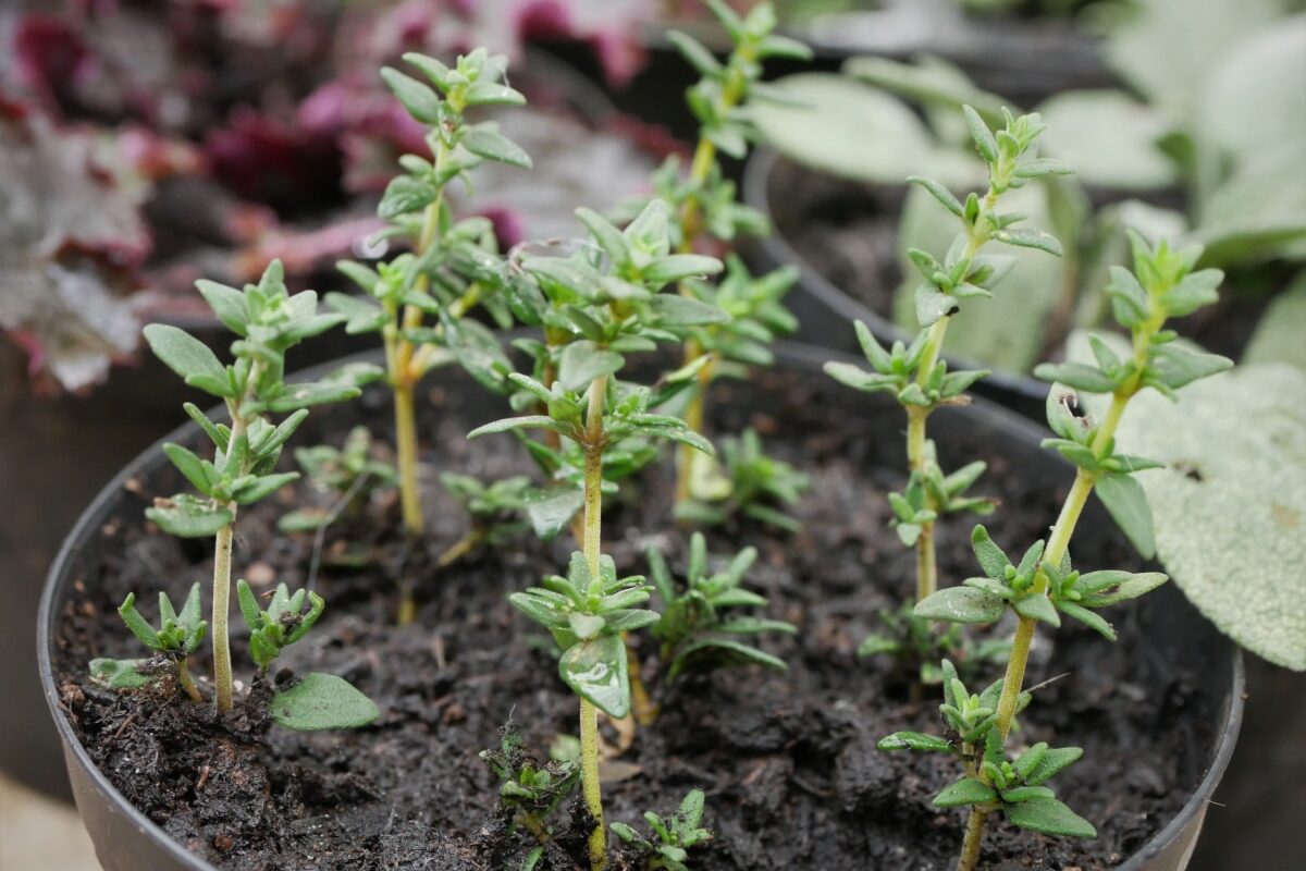 come coltivare il timo