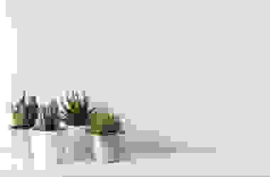 Cactus: le varietà più spettacolari di queste piante grasse ornamentali