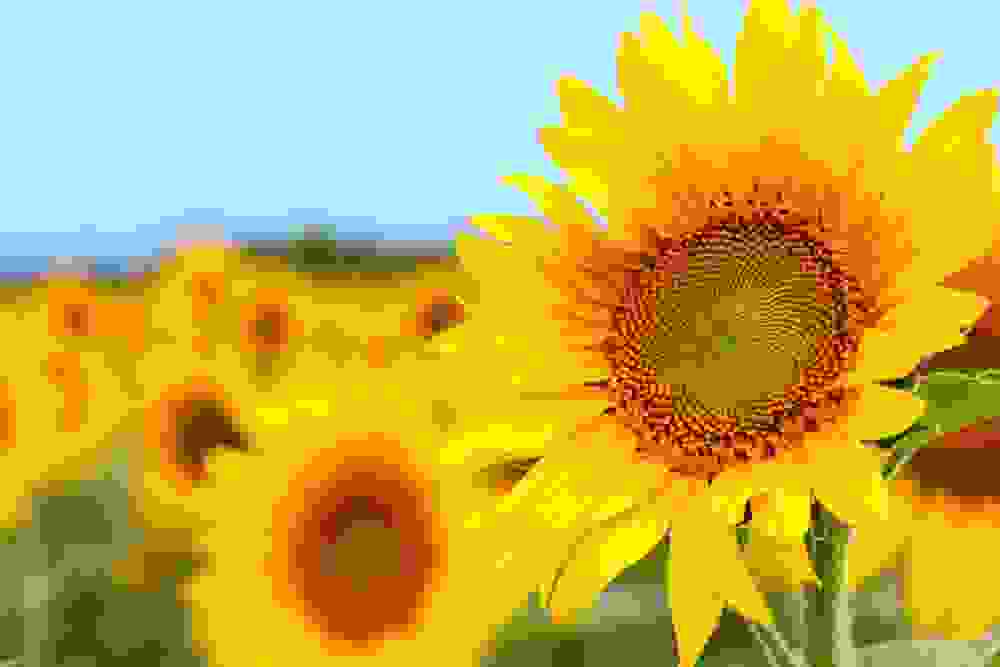 infiorescenza