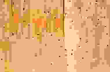 Tarli Del Legno Caratteristiche Di Questi Insetti E