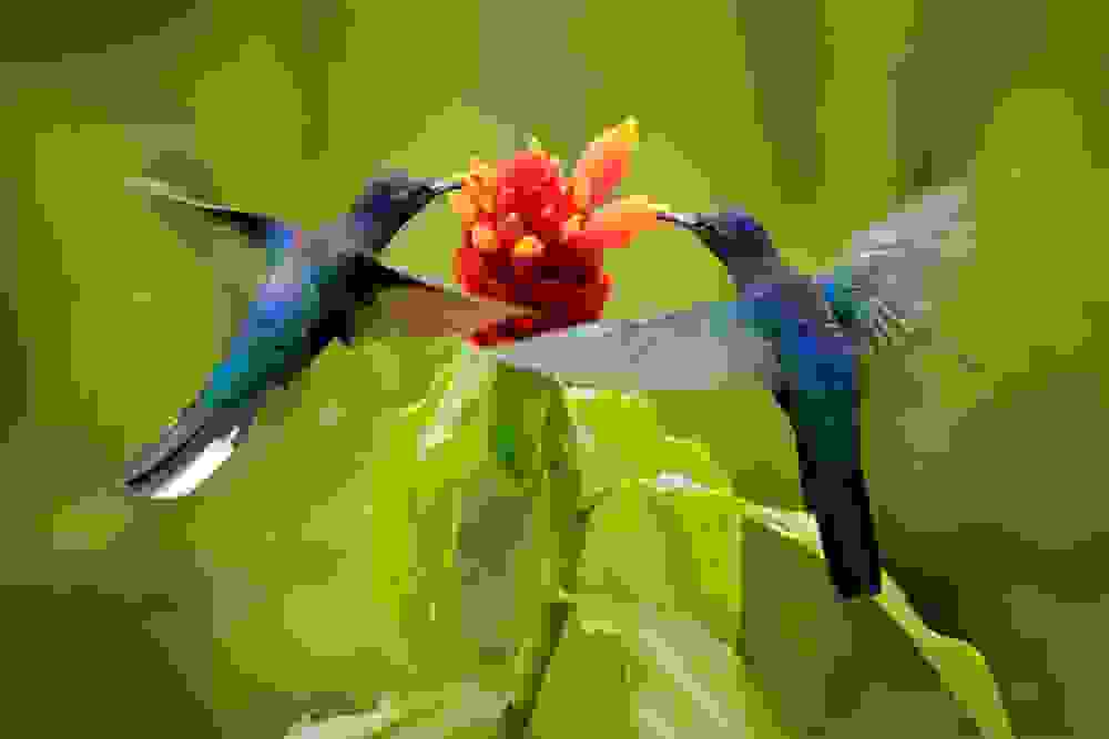 Uccelli