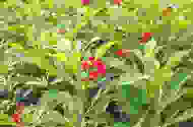 Scoprite tutto sulla jatropha, una pianta tropicale ornamentale, ma velenosa che è anche molto utile