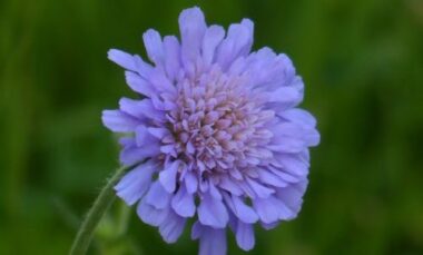 Scabiosa: proprietà, storia e coltivazione di una pianta ornamentale nota anche come vedovella