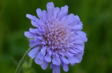 Scabiosa: proprietà, storia e coltivazione di una pianta ornamentale nota anche come vedovella