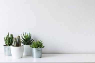 Cactus: le varietà più spettacolari di queste piante grasse ornamentali