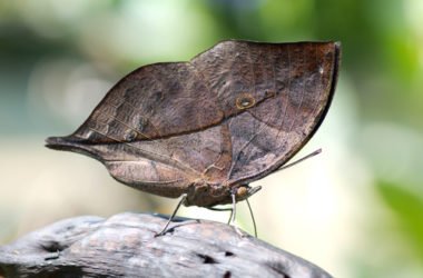 Il mimetismo, la tecnica difensiva più affascinante del mondo animale