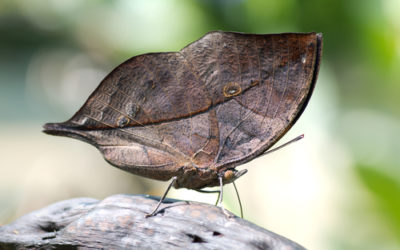 Il mimetismo, la tecnica difensiva più affascinante del mondo animale