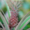 Pianta di ananas: caratteristiche e coltivazione della pianta tropicale da appartamento