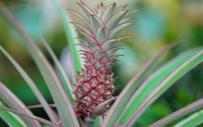Pianta di ananas: caratteristiche e coltivazione della pianta tropicale da appartamento