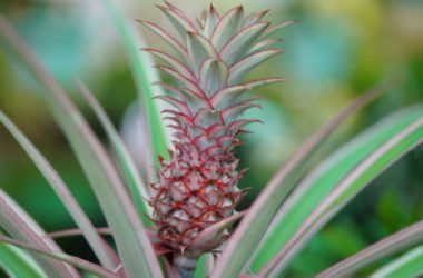 Pianta di ananas: caratteristiche e coltivazione della pianta tropicale da appartamento
