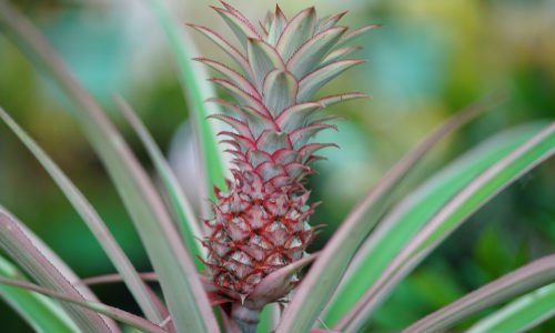 Pianta di ananas: caratteristiche e coltivazione della pianta tropicale da appartamento