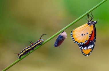 Metamorfosi, un’altra magia della Natura che si compie nel Regno Animale