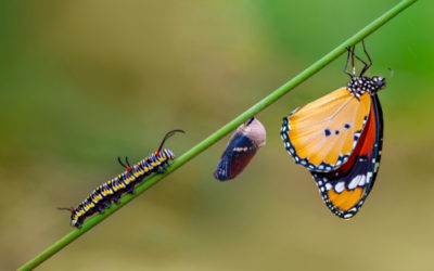 Metamorfosi, un’altra magia della Natura che si compie nel Regno Animale