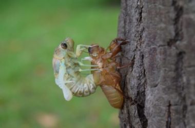 Metamorfosi, un’altra magia della Natura che si compie nel Regno Animale