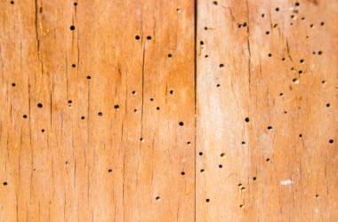 Come prevenire e disinfestare i tarli del legno, insetti in grado di distruggere mobili e strutture in legno