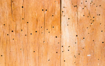 Come prevenire e disinfestare i tarli del legno, insetti in grado di distruggere mobili e strutture in legno