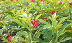 Scoprite tutto sulla jatropha, una pianta tropicale ornamentale, ma velenosa che è anche molto utile