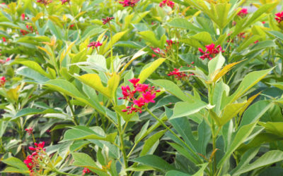 Scoprite tutto sulla jatropha, una pianta tropicale ornamentale, ma velenosa che è anche molto utile