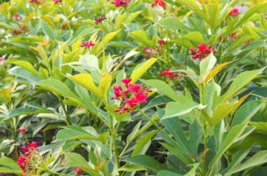 Scoprite tutto sulla jatropha, una pianta tropicale ornamentale, ma velenosa che è anche molto utile