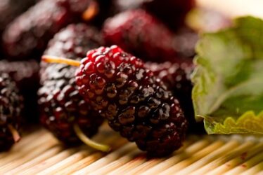 Sai cos’è un’infruttescenza e in cosa si distingue da un frutto? Ecco un altro interessante segreto di Natura