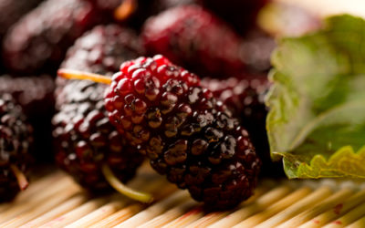 Sai cos’è un’infruttescenza e in cosa si distingue da un frutto? Ecco un altro interessante segreto di Natura