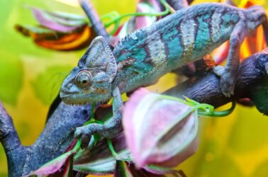 Il mimetismo, la tecnica difensiva più affascinante del mondo animale