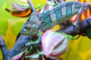 Il mimetismo, la tecnica difensiva più affascinante del mondo animale