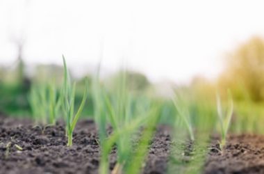 Quali sono i diversi tipi di terreno e a quali piante o coltivazioni si prestano?