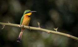 Uccelli: animali meravigliosi che popolano ogni angolo del Pianeta
