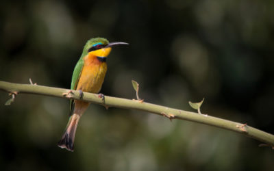 Uccelli: animali meravigliosi che popolano ogni angolo del Pianeta