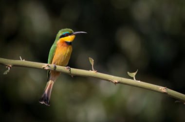Uccelli: animali meravigliosi che popolano ogni angolo del Pianeta