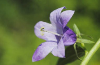 Raponzolo: caratteristiche e usi di quest’erba selvatica