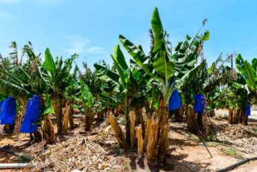 Abaca, una fibra naturale tessile che viene da lontano