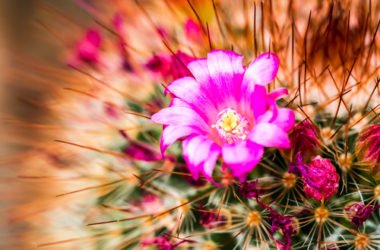 Cactus: le varietà più spettacolari di queste piante grasse ornamentali