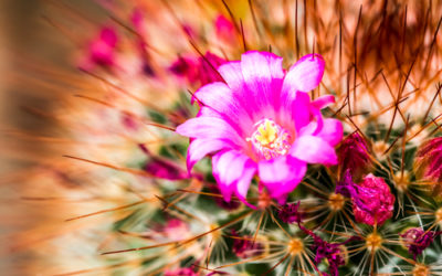 Cactus: le varietà più spettacolari di queste piante grasse ornamentali
