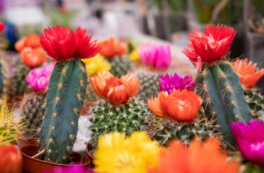 Cactus - tout sur la plante succulente ornementale la plus célèbre