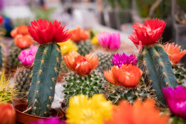 Cactus: tutto sulla pianta grassa ornamentale più famosa