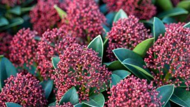 skimmia